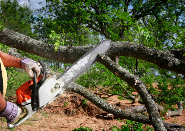 How Our Tree Care Process Works  in  Island Lake, IL